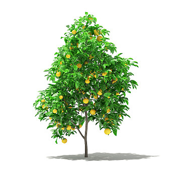 04橙子水果果树3d模型下载