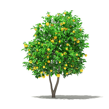 06橙子水果果树3d模型下载