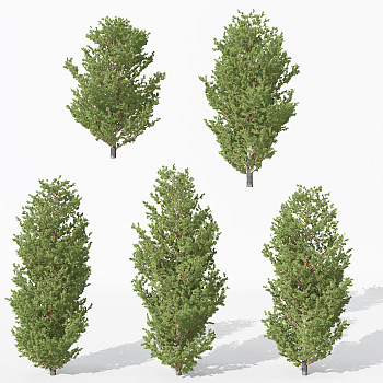 H01-0730景观植物树松树针叶植物树3dmax模型下载