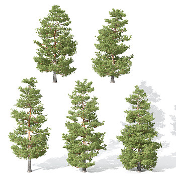 H02-0730景观植物树松树针叶植物树3dmax模型下载