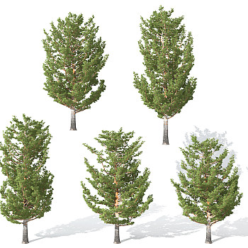 H03-0730景观植物树松树针叶植物树3dmax模型下载