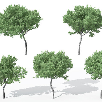 H04-0730景观植物树松树针叶植物树3dmax模型下载