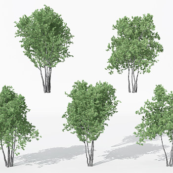 H05-0730景观植物树松树针叶植物树3dmax模型下载