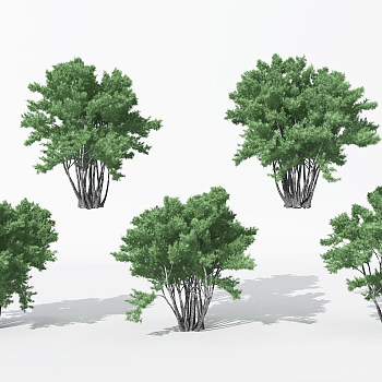 H07-0730景观植物树松树针叶植物树3dmax模型下载