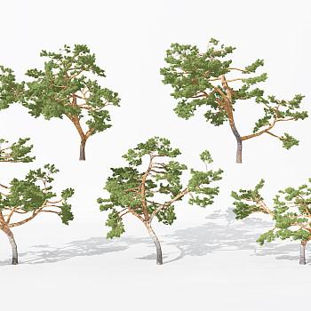 H16-0730景观植物树松树针叶植物树3dmax模型下载