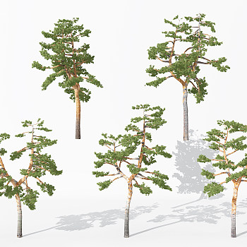 H17-0730景观植物树松树针叶植物树3dmax模型下载