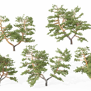 H18-0730景观植物树松树针叶植物树3dmax模型下载