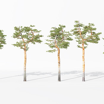 H19-0730景观植物树松树针叶植物树3dmax模型下载