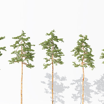 H21-0730景观植物树松树针叶植物树3dmax模型下载