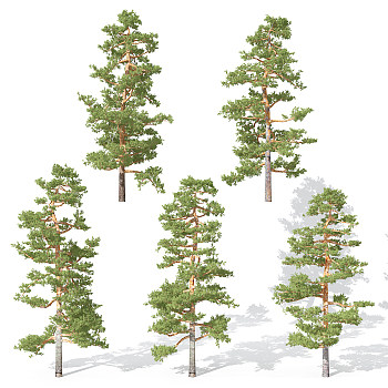 H22-0730景观植物树松树针叶植物树3dmax模型下载