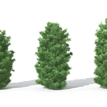 H25-0730景观植物树松柏树针叶植物树3dmax模型下载