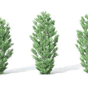 H29-0730景观植物树松柏树针叶植物树3dmax模型下载