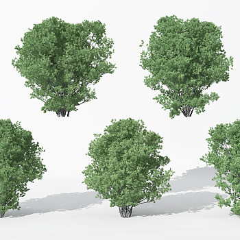 H08-0730景观植物树松树针叶植物树3dmax模型下载