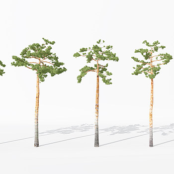 H13-0730景观植物树松树针叶植物树3dmax模型下载