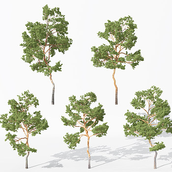 H12-0730景观植物树松树针叶植物树3dmax模型下载