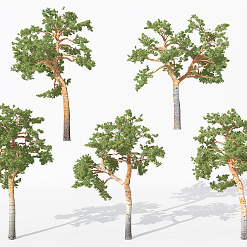 H15-0730景观植物树松树针叶植物树3dmax模型下载