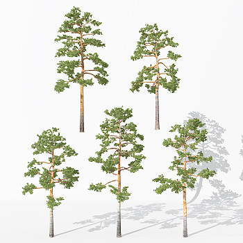 H14-0730景观植物树松树针叶植物树3dmax模型下载