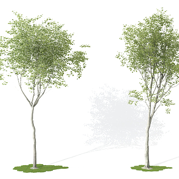 景观植物树3d模型下载