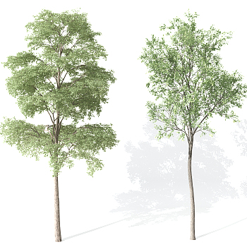 景观植物树3d模型下载