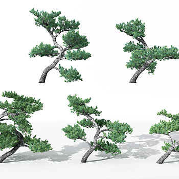 景观植物松树3d模型下载
