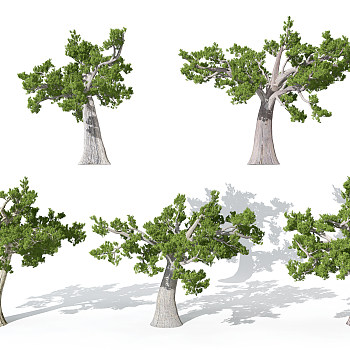 园林景观植物松树3d模型下载