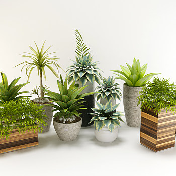 现代室内植物盆栽3d模型下载