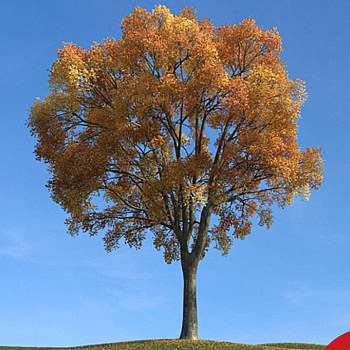 099秋季景观树3D模型下载