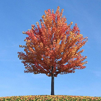 075秋季景观树3D模型下载