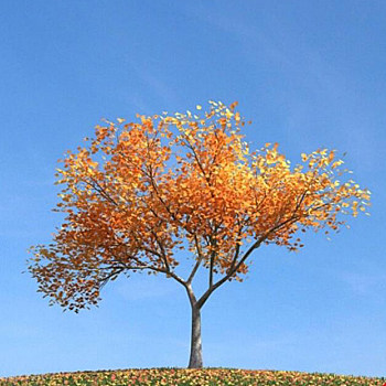 072秋季景观树3D模型下载