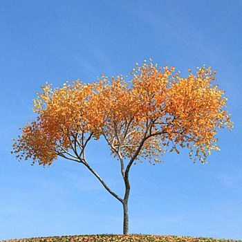 073秋季景观树3D模型下载