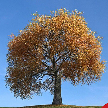 097秋季景观树3D模型下载