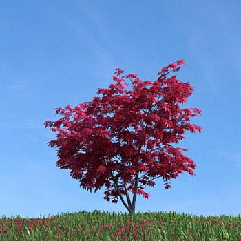 066秋季景观树3D模型下载