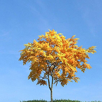 065秋季景观树3D模型下载