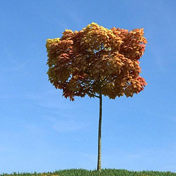 064秋季景观树3D模型下载