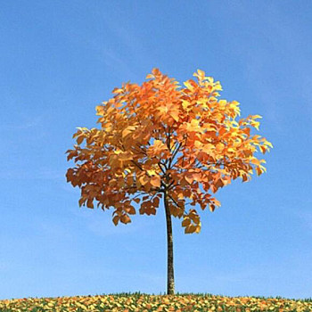 062秋季景观树3D模型下载