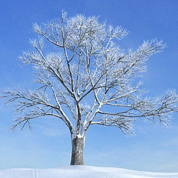048雪景树3D模型下载