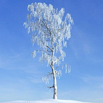 040雪景树3D模型下载