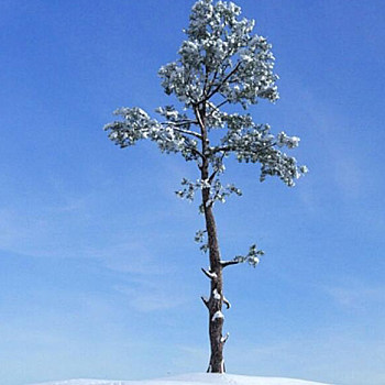 038雪景树3D模型下载