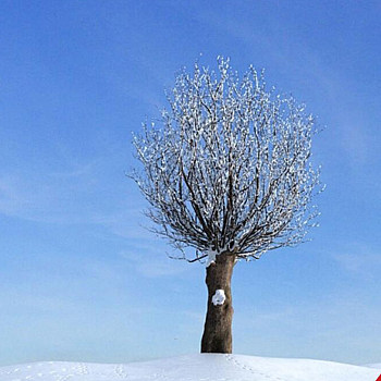 36雪景树3D模型下载