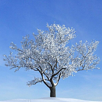 35雪景树3D模型下载