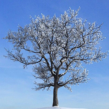 33雪景树枯树干枝3D模型下载