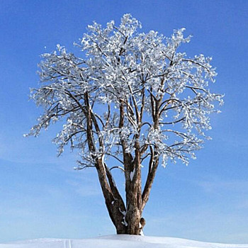 30雪景树枯树干枝3D模型下载