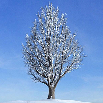 28雪景树3D模型下载