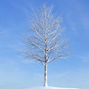26雪景树3D模型下载