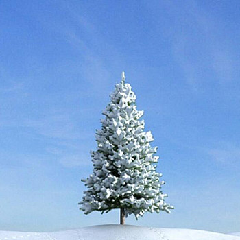 24雪景树3D模型下载