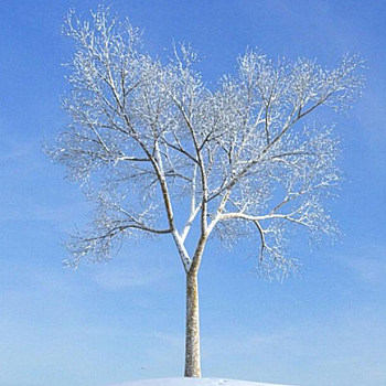 21雪景树3D模型下载