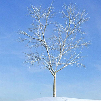 19雪景树3D模型下载