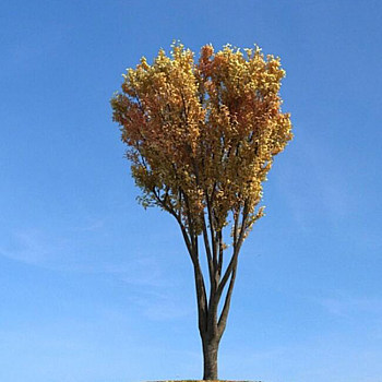 091秋季景观树3D模型下载