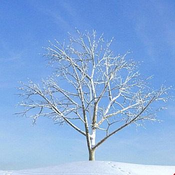 18雪景树3D模型下载