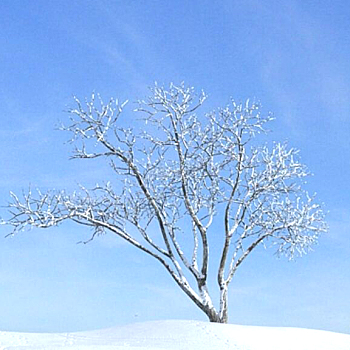 17雪景树3D模型下载